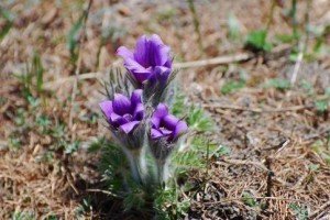 Ridimensiona diDSC_5378