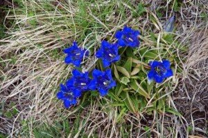 Ridimensiona diDSC_5554