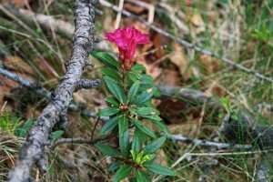 rododendro